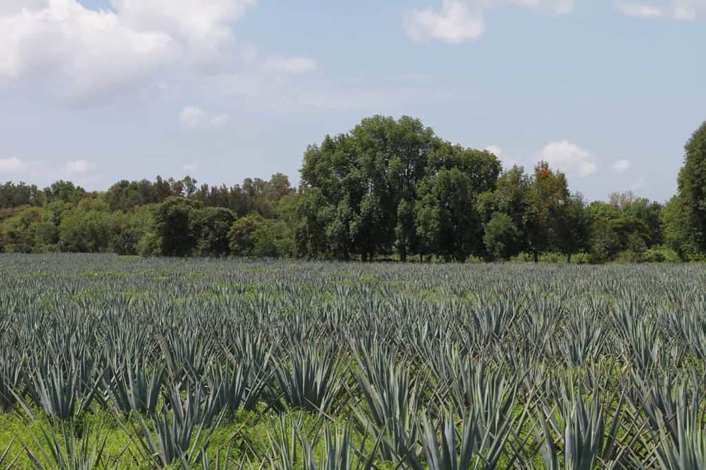 cazadores