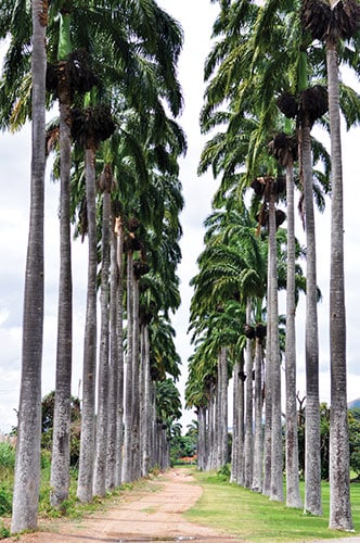 ron santa teresa