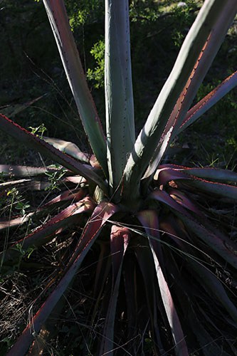 mezcal