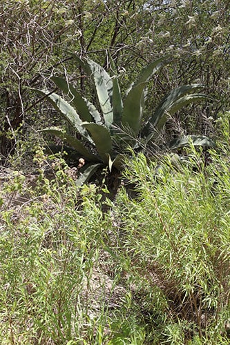 mezcal